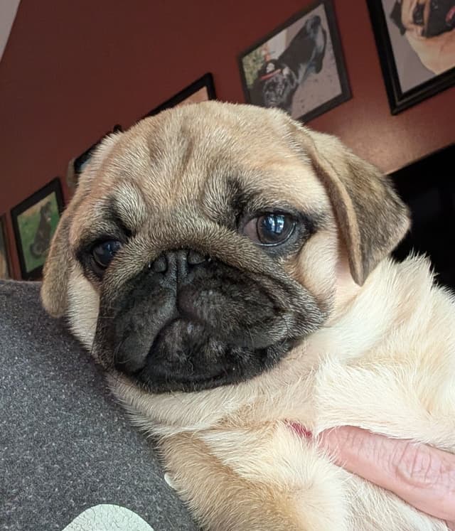 Male Pug Puppy media 5
