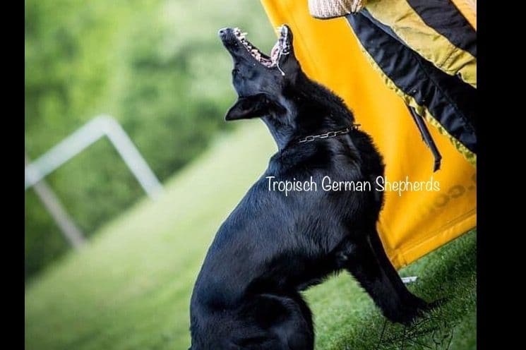 German Shepherd Dog Puppies breeder image 3