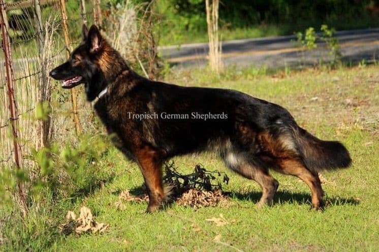 German Shepherd Dog Puppies breeder image 2