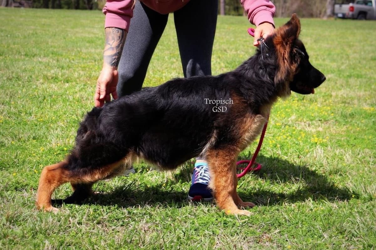 German Shepherd Dog Puppies breeder image 5