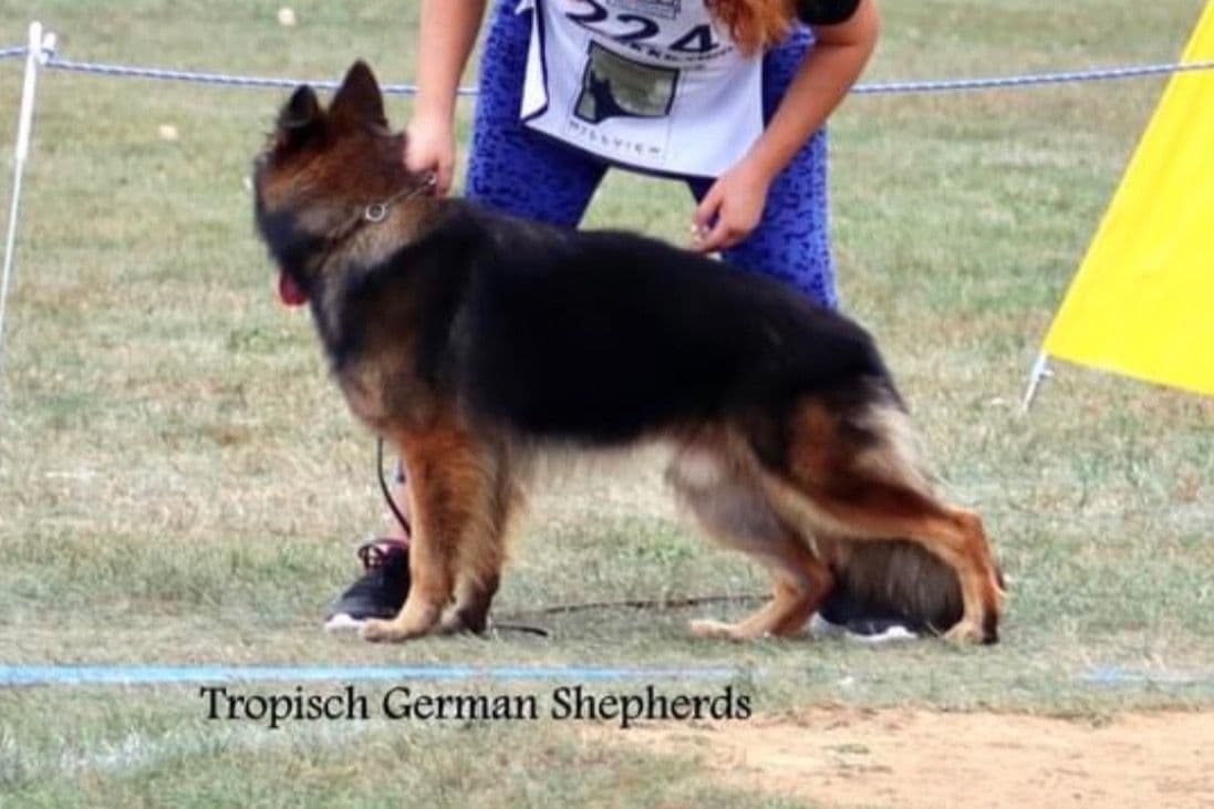 German Shepherd Dog Puppies breeder image 9