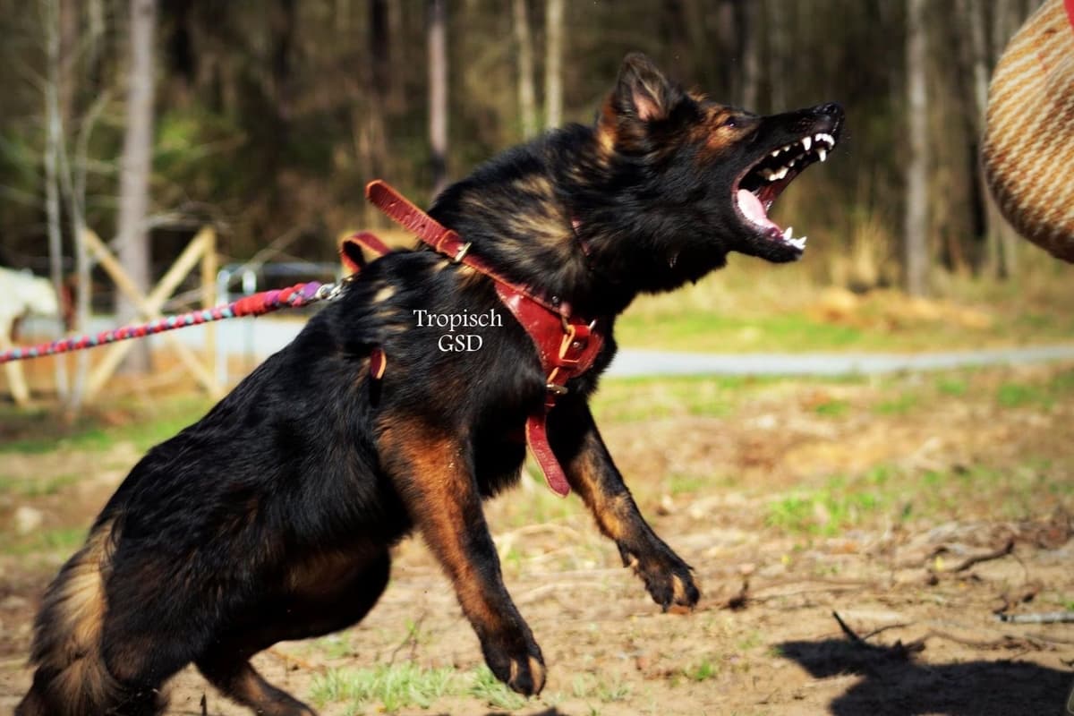 German Shepherd Dog Puppies breeder image 6