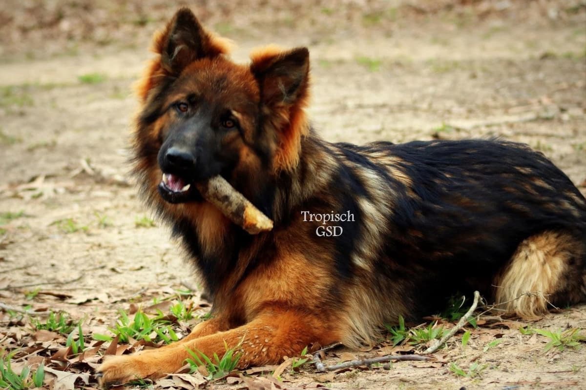 German Shepherd Dog Puppies breeder image 7