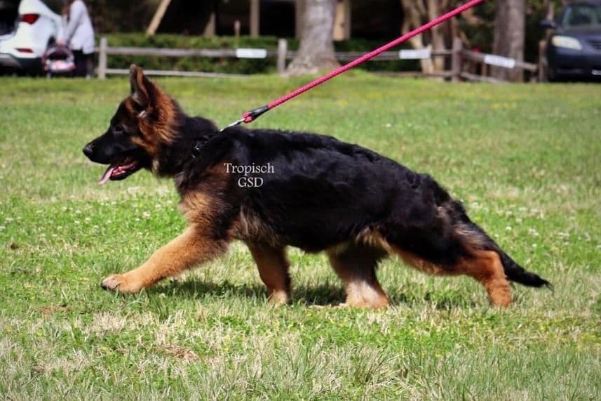 German Shepherd Dog Puppies breeder image 8