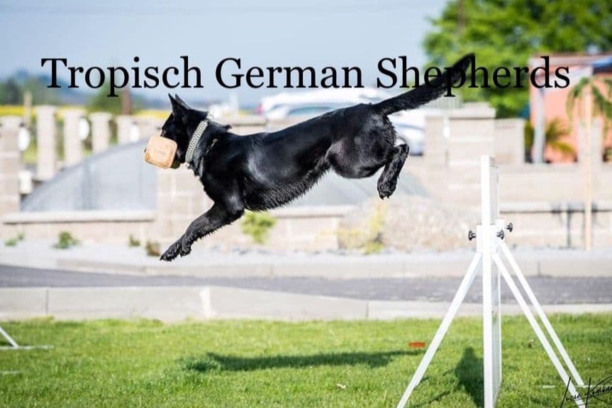 German Shepherd Dog Puppies breeder image 10