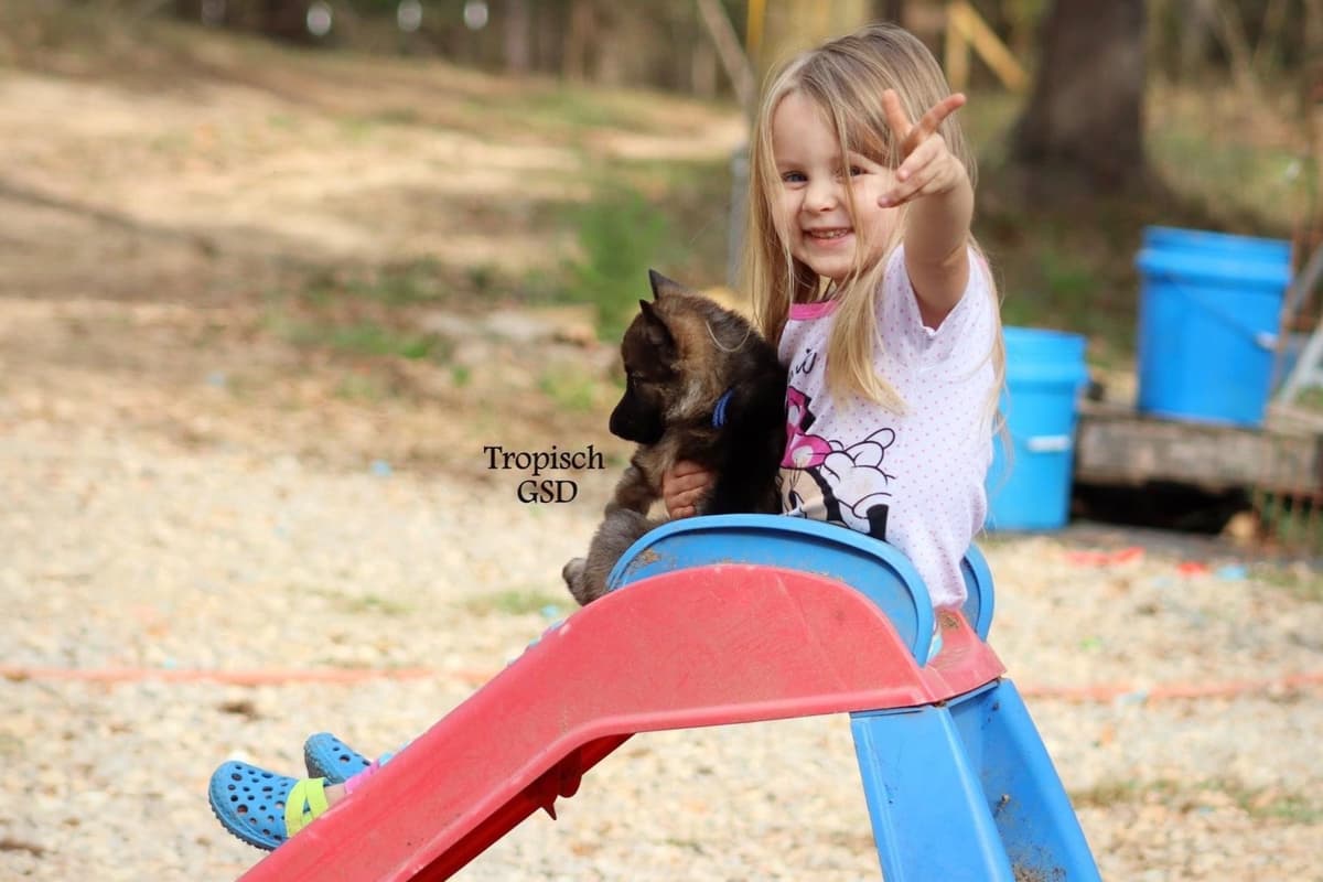 German Shepherd Dog Puppies breeder image 11