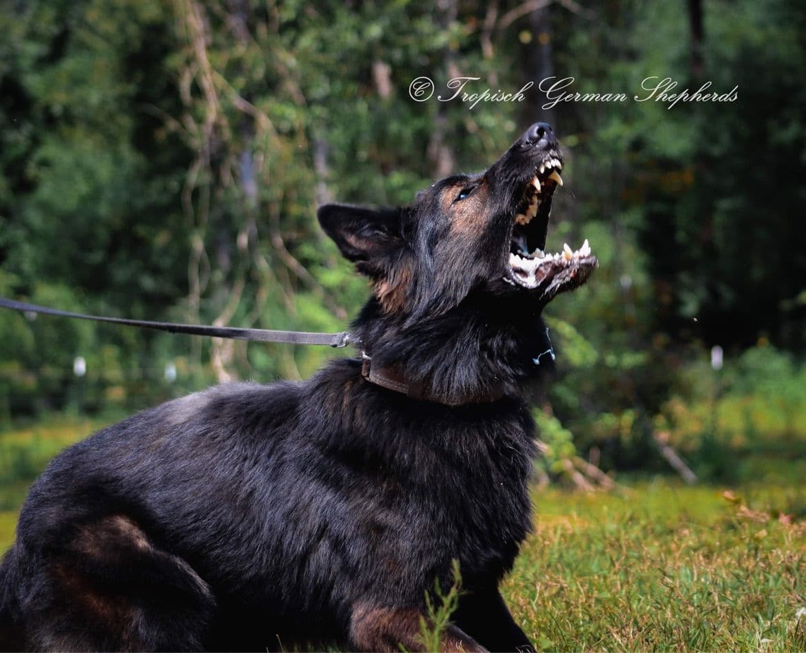 German Shepherd Dog Puppies breeder image 13