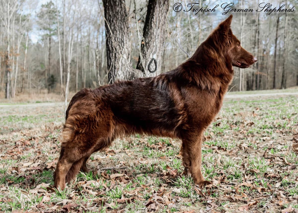 German Shepherd Dog Puppies breeder image 14