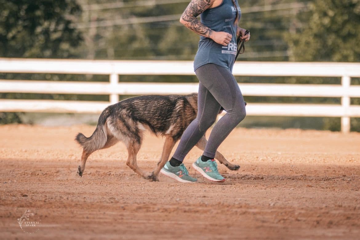 German Shepherd Dog Puppies breeder image 15