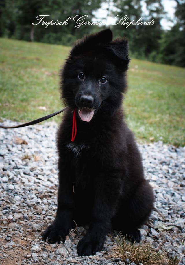 Solid black long coat German Shepherd Dog Puppies media 2