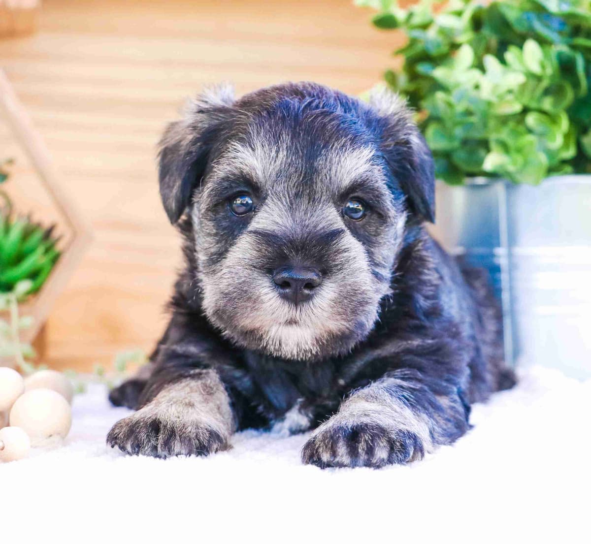 Shih Tzu Puppies breeder image 3