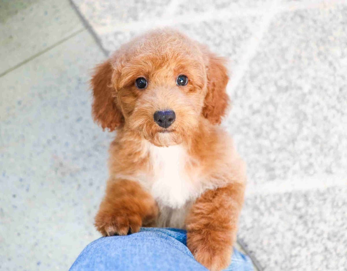 Shih Tzu Puppies breeder image 2