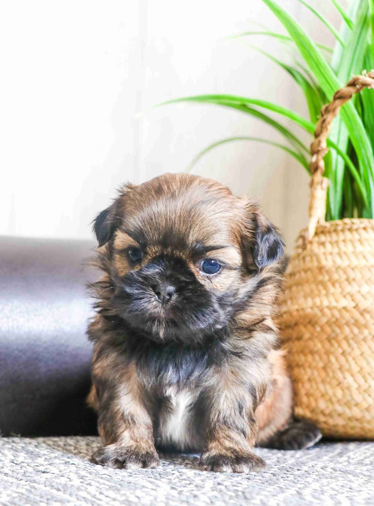 Shih Tzu Puppies breeder image 4