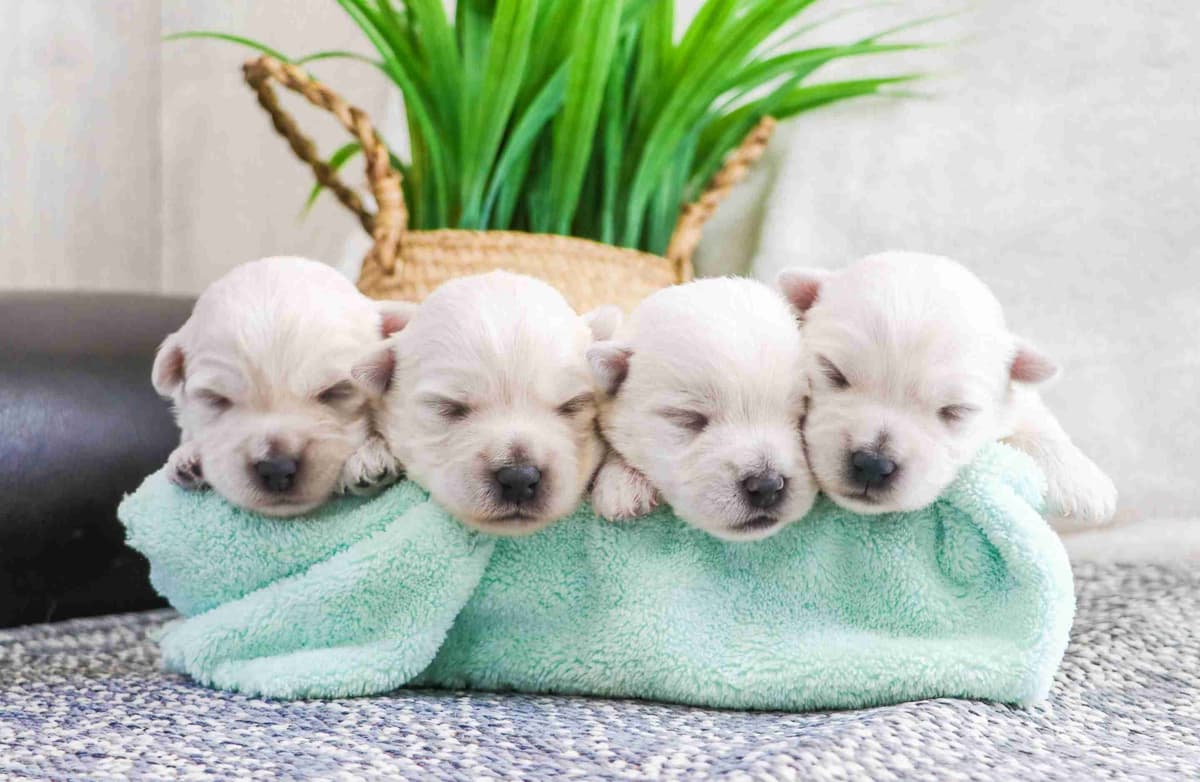 Shih Tzu Puppies breeder image 5