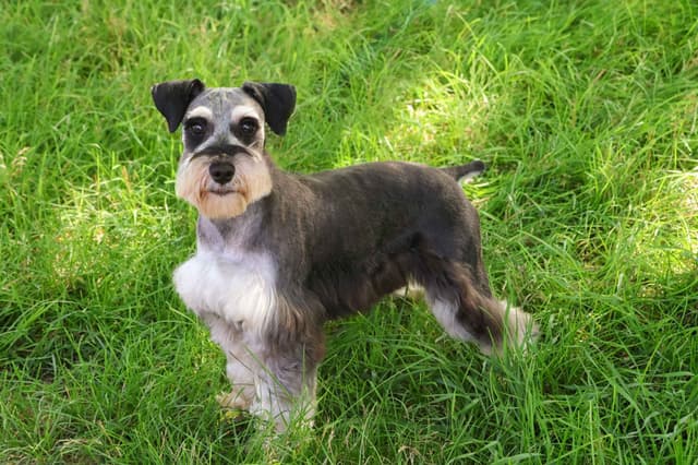 Miniature Schnauzer Puppies media 2
