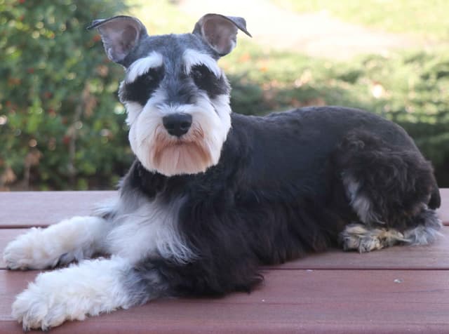 Miniature Schnauzer Puppies media 6