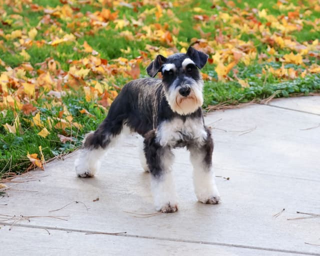 Miniature Schnauzer Puppies media 4