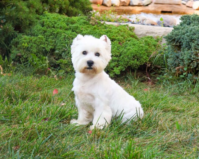 West Highland White Terrier Puppies media 2
