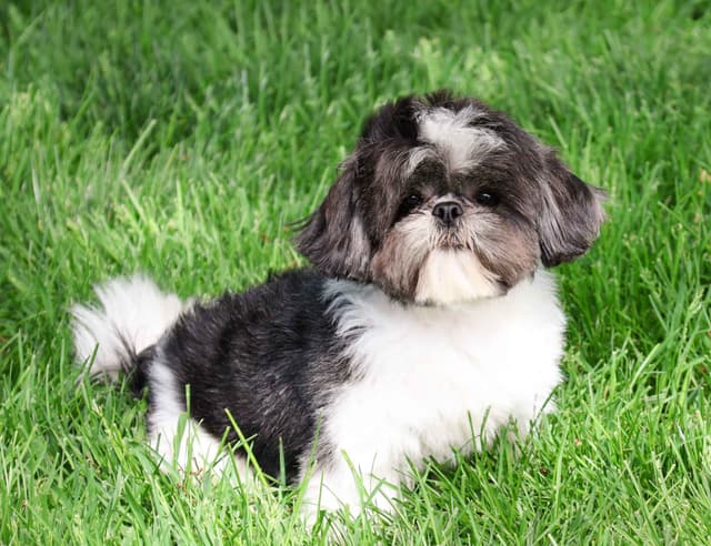 Shih Tzu Puppies media 2