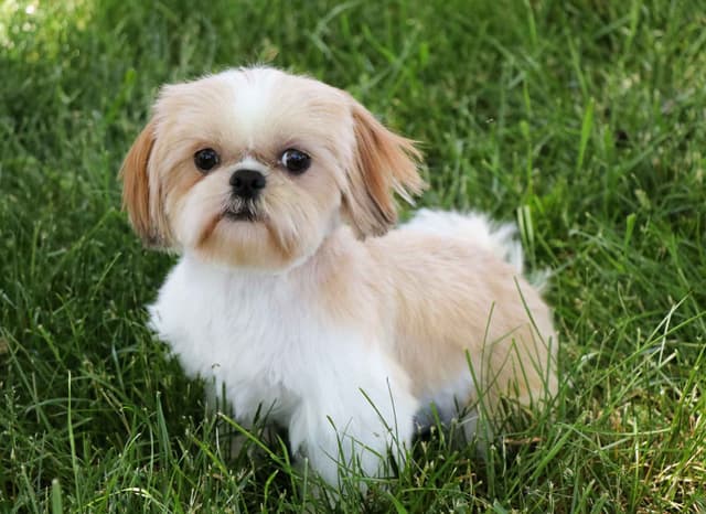 Shih Tzu Puppies media 5