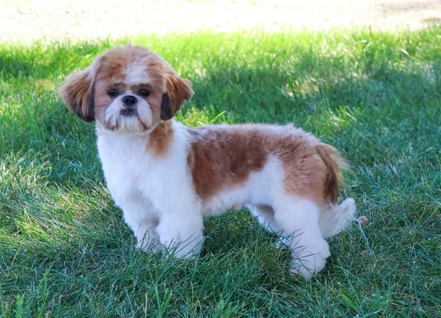 Shih Tzu Puppies media 6