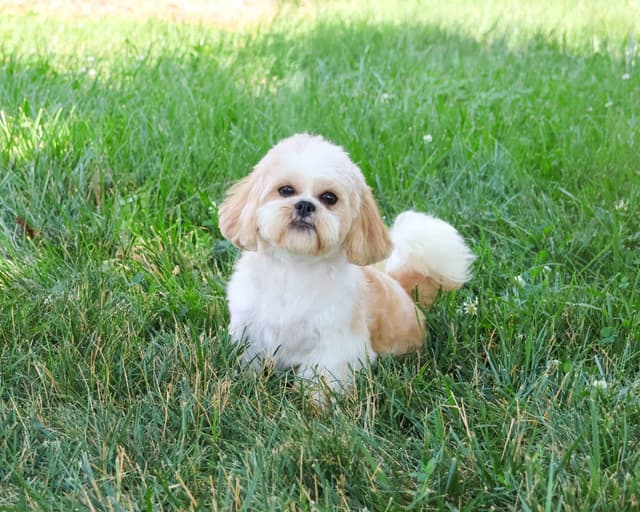 Shih Tzu Puppies media 5