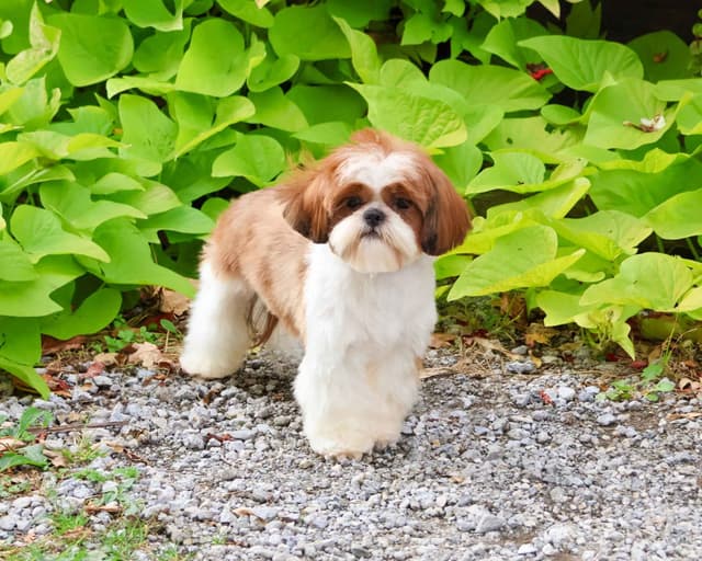 Shih Tzu Puppies media 4