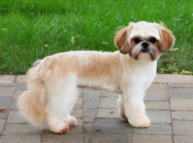 Shih Tzu Puppies media 9