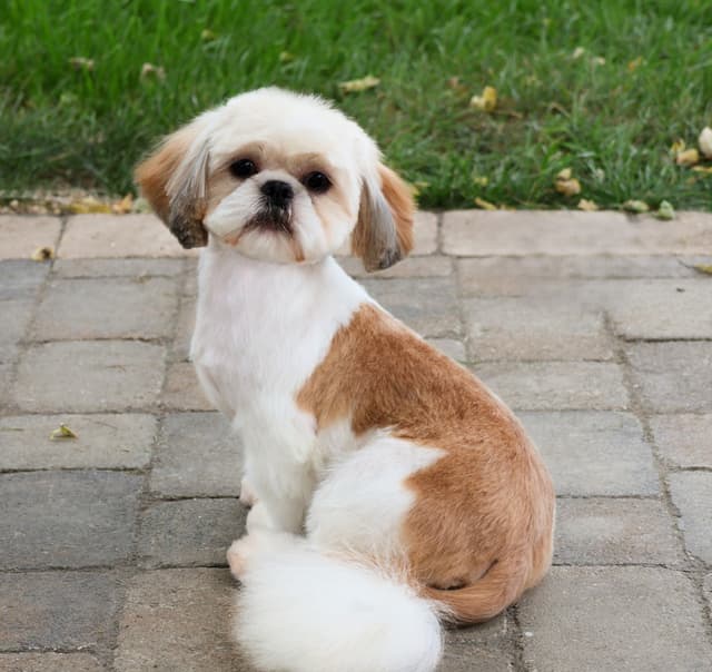 Shih Tzu Puppies media 10