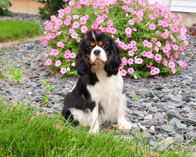Cavalier King Charles Spaniel Puppies media 10
