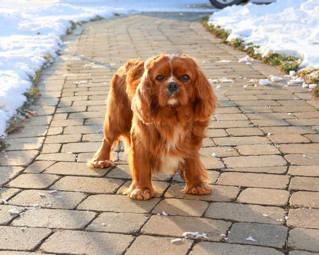 Cavalier King Charles Spaniel Puppies media 11