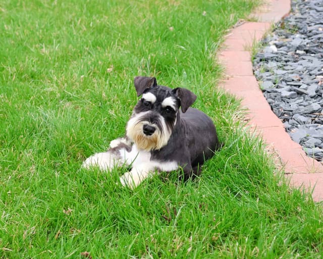 Miniature Schnauzer Puppies media 3