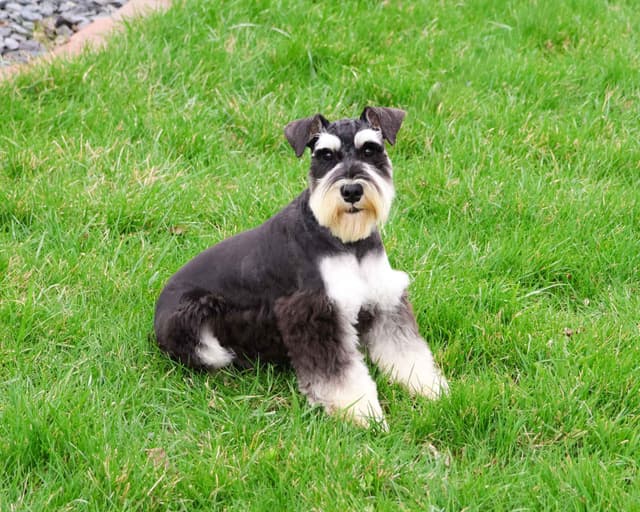 Miniature Schnauzer Puppies media 4