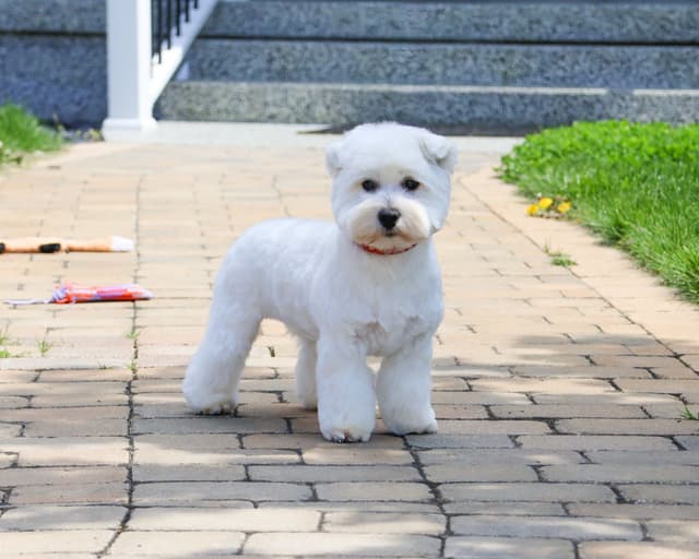 West Highland White Terrier Puppies media 3