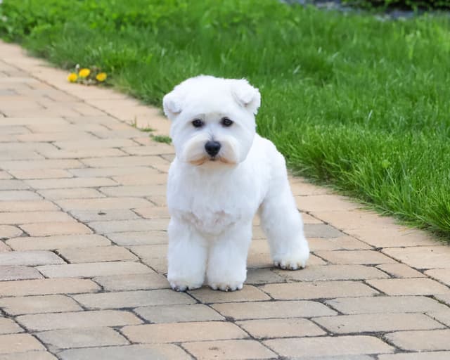 West Highland White Terrier Puppies media 4