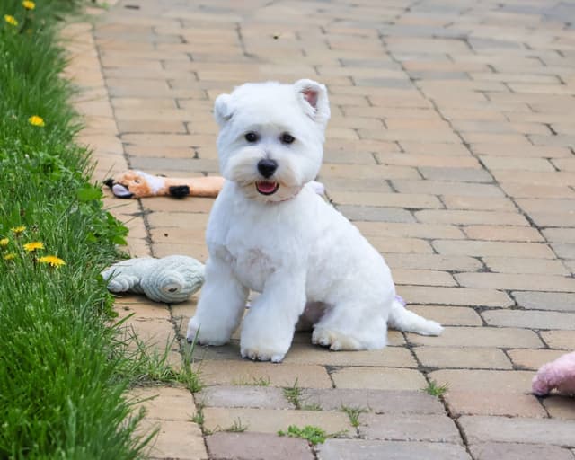 West Highland White Terrier Puppies media 5
