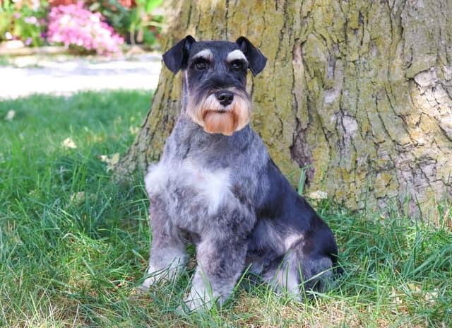 Miniature Schnauzer Puppies media 4