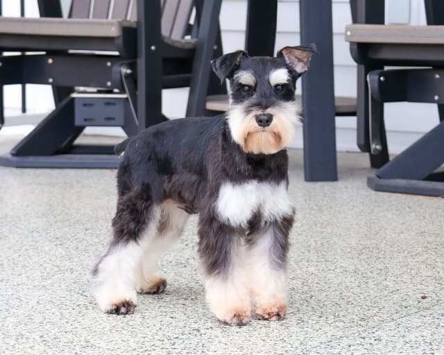 Miniature Schnauzer Puppies media 5