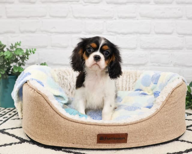 Cavalier King Charles Spaniel Puppies media 3