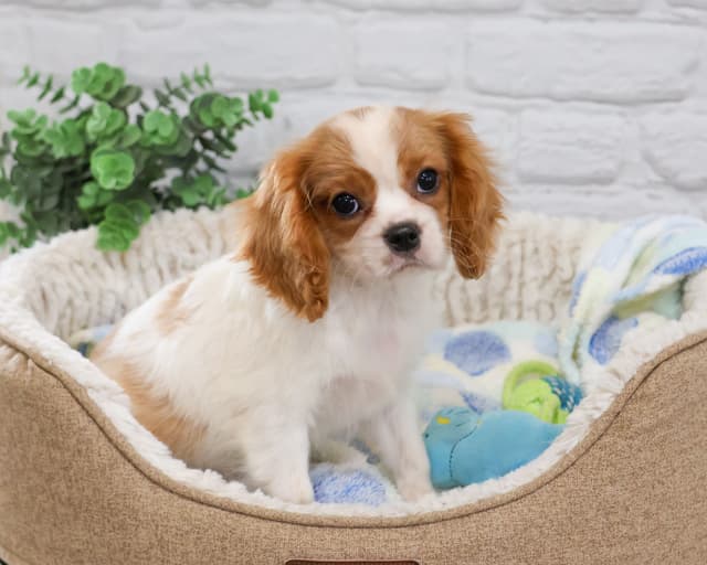 Cavalier King Charles Spaniel Puppies media 4