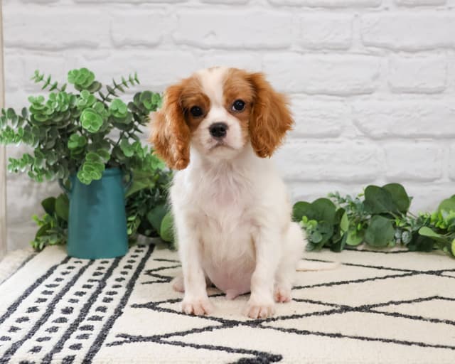 Cavalier King Charles Spaniel Puppies media 5