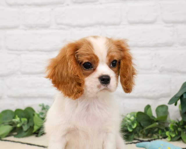 Cavalier King Charles Spaniel Puppies media 6