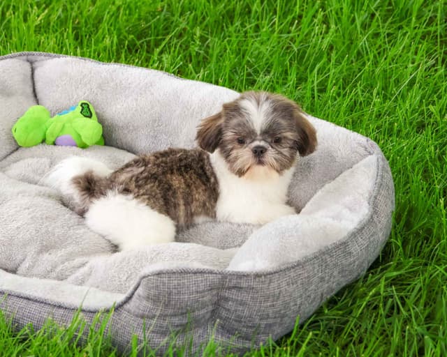 Shih Tzu Puppies media 3