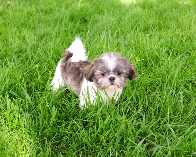 Shih Tzu Puppies media 4