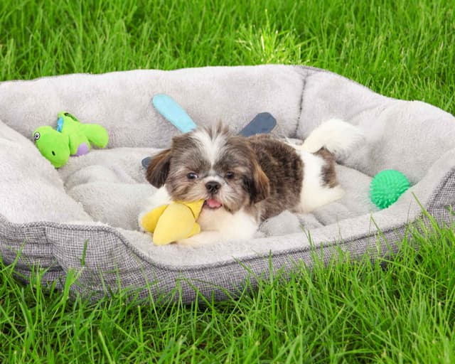Shih Tzu Puppies media 5