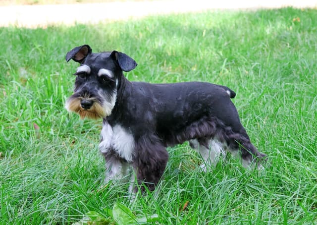 Miniature Schnauzer Puppies media 5