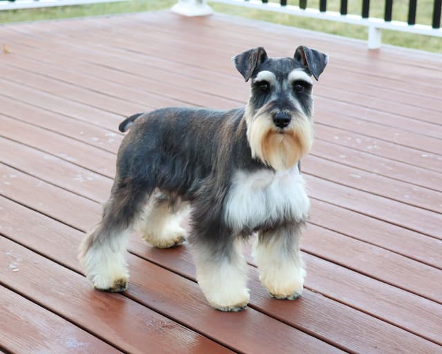 Miniature Schnauzer Puppies media 6