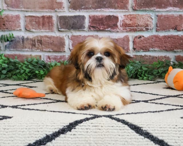 Shih Tzu Puppies media 4