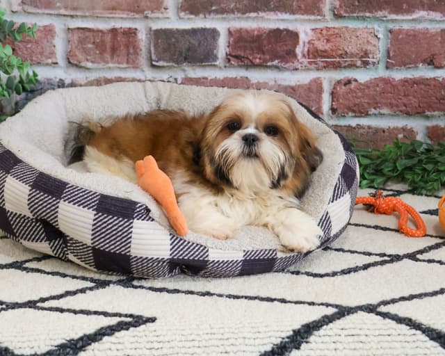 Shih Tzu Puppies media 2