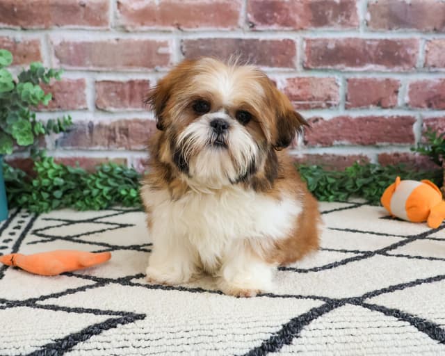 Shih Tzu Puppies media 3